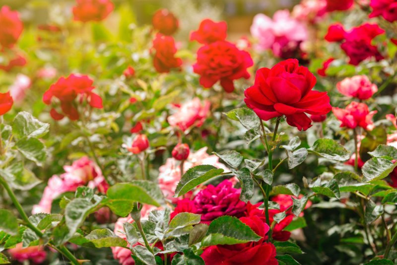 10 lucruri pe care nu le știați despre trandafiri
