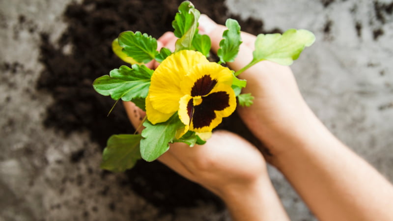 Cum să plantezi panseluțe