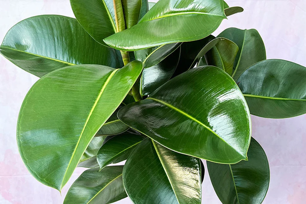 ficus