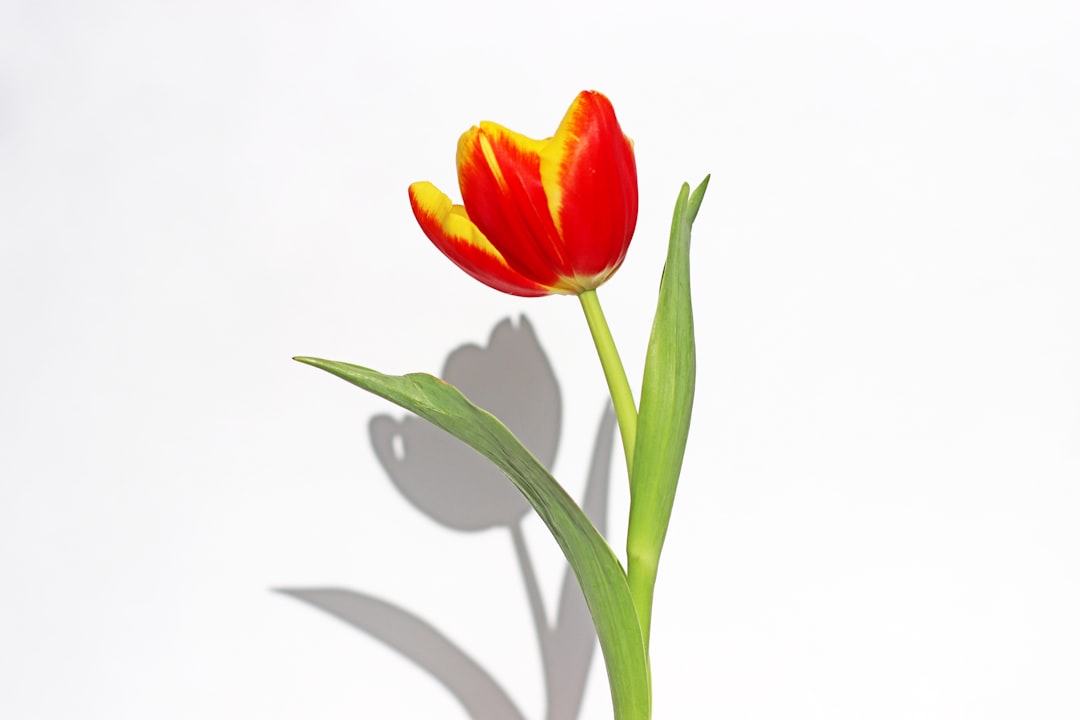 Photo Blooming tulips