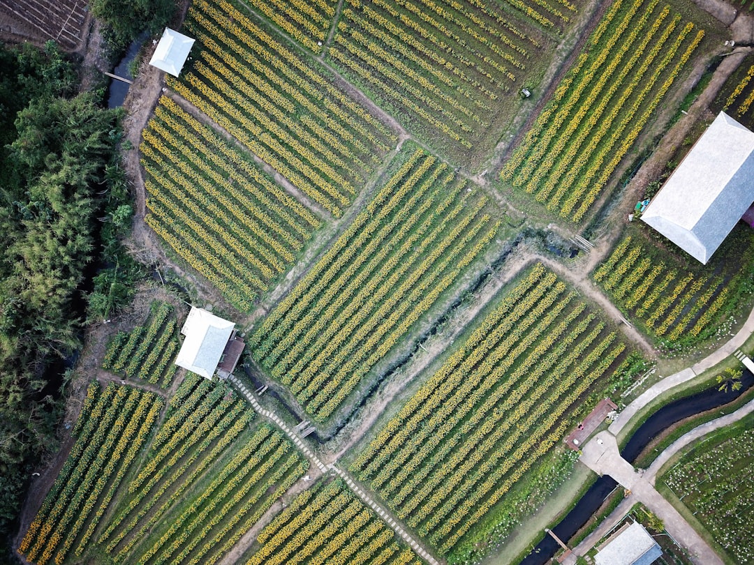Photo Drip irrigation
