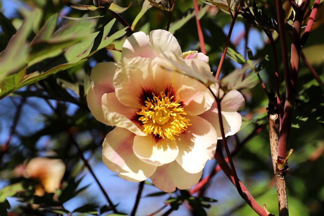 Photo Blooming peony