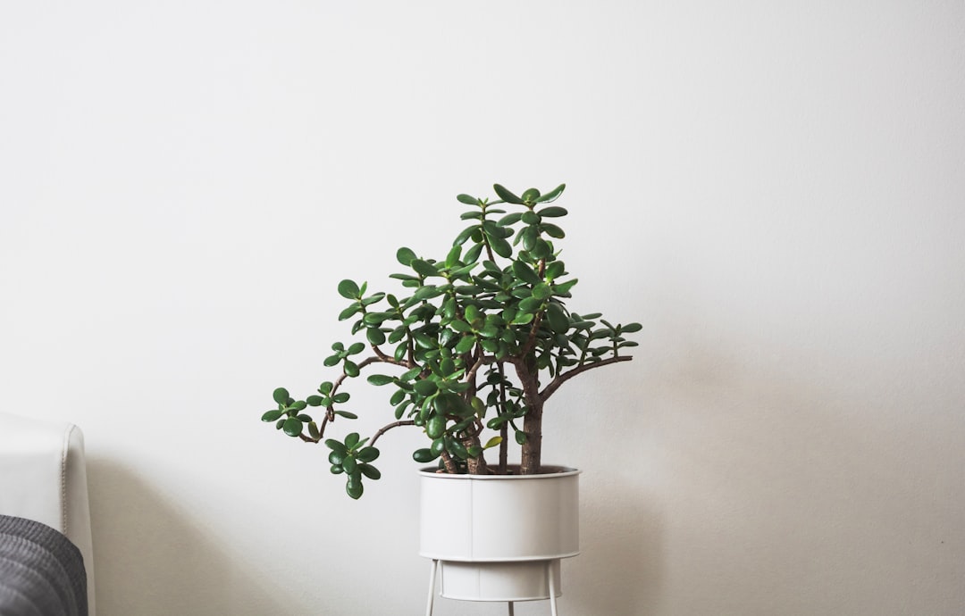 Photo Potted plants