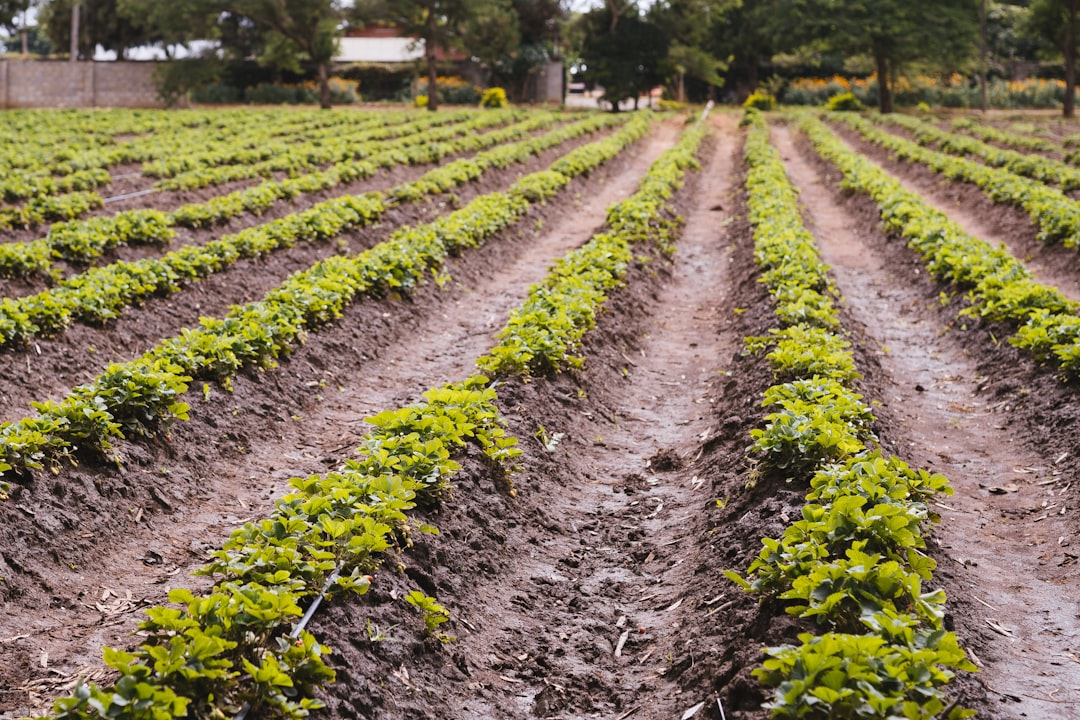 Photo Strawberry field