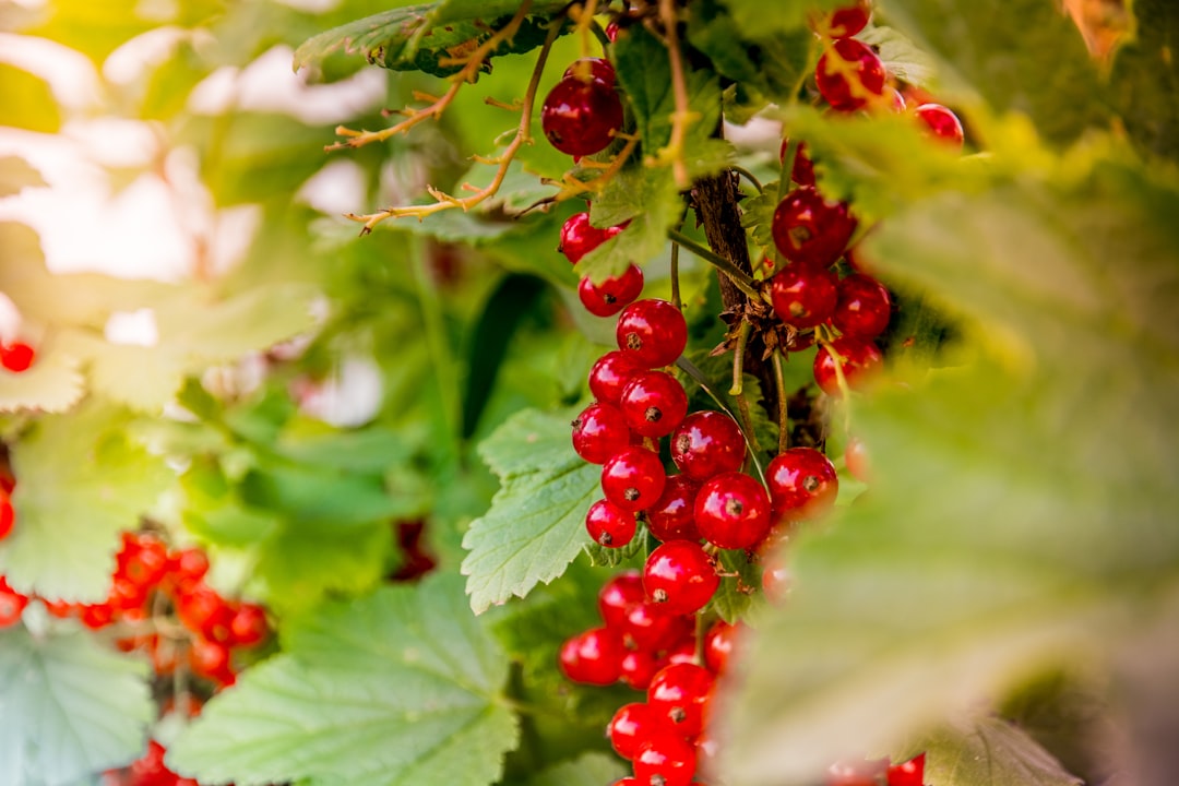 Photo White currant bush