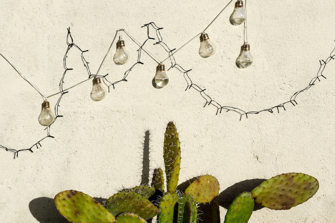 Photo Christmas Cactus