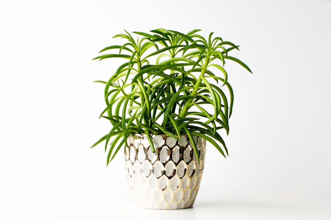 Photo Potted plant
