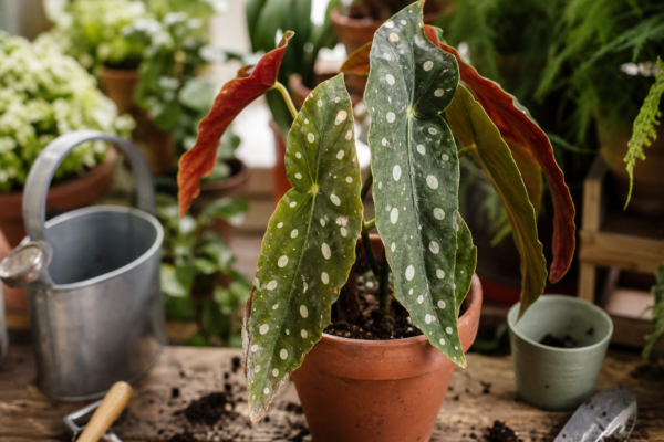 Begonia maculata: ce condiții cere și cum o îngrijești