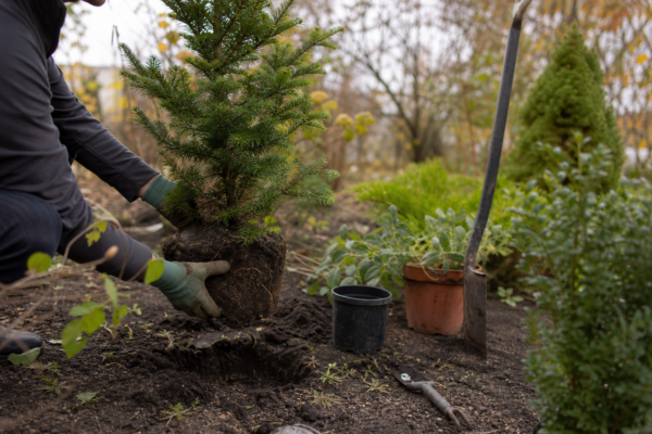 Brad de Crăciun (Abies nordmanniana): cum se plantează și cum se îngrijește corect