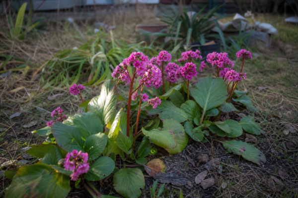 Bergenia cordifolia: cum se plantează și cum se îngrijește corect