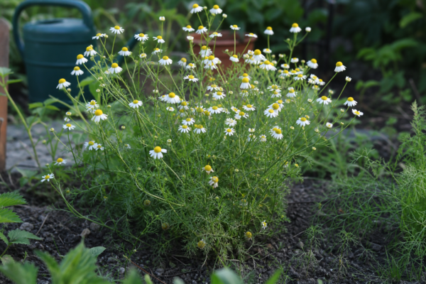 Mușețel (Matricaria chamomilla) – condiții de creștere, plantare și îngrijire