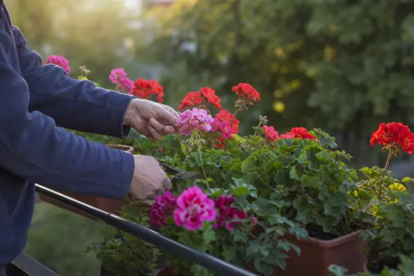 Mușcata (Pelargonium zonale) – condiții de creștere, plantare și îngrijire