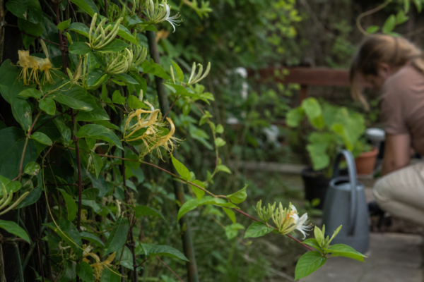 Lonicera periclymenum – sfaturi de plantare și îngrijire