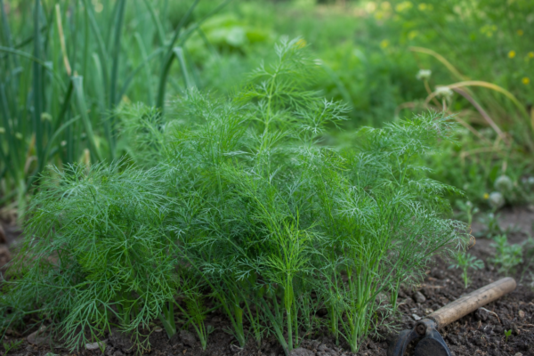 Mărar (Anethum graveolens) – de la plantare la întreținerea de zi cu zi