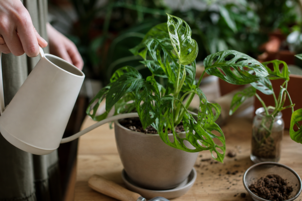 Monstera adansonii – plantare, udare și întreținere