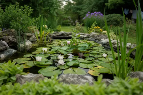 Nufăr (Nymphaea alba) – plantare, îngrijire și greșeli de evitat