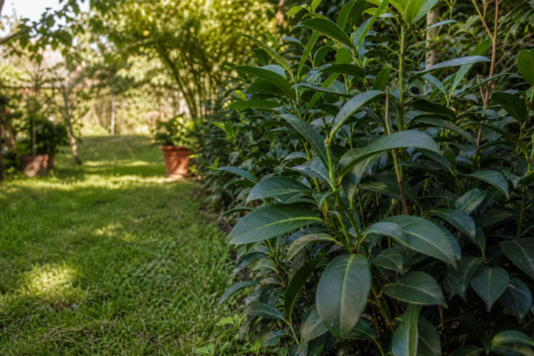Laurocireș (Prunus laurocerasus) – ghid complet de cultivare și îngrijire