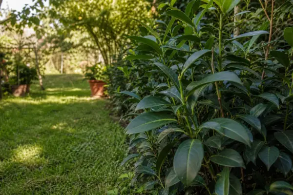 Laurocireș (Prunus laurocerasus) – ghid complet de cultivare și îngrijire