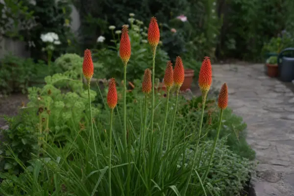 Kniphofia uvaria – ghid complet de cultivare și îngrijire