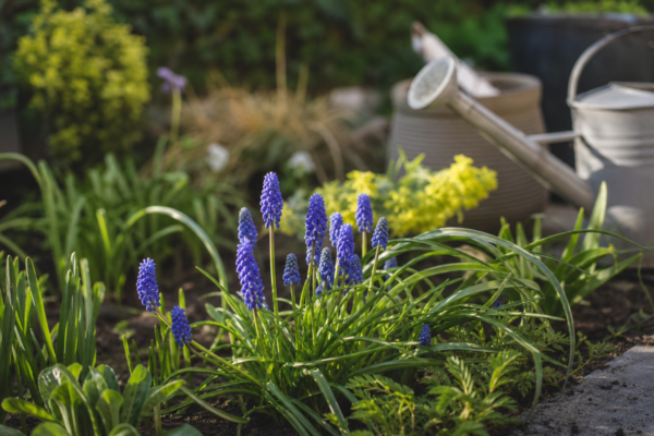 Muscari (Muscari armeniacum): ce condiții cere și cum o îngrijești