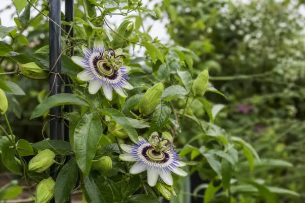 Floarea pasiunii (Passiflora caerulea) – sfaturi pentru plantare, creștere și întreținere