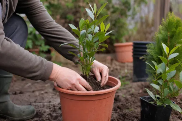 Dafin (Laurus nobilis) – plantare, îngrijire și greșeli de evitat