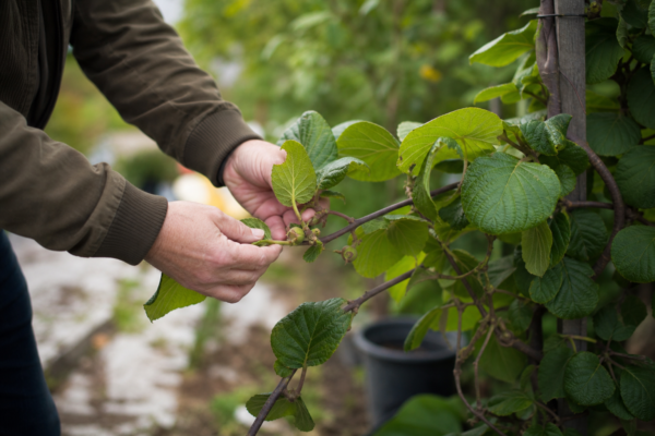 Kiwi (Actinidia arguta) – de la plantare la întreținerea de zi cu zi