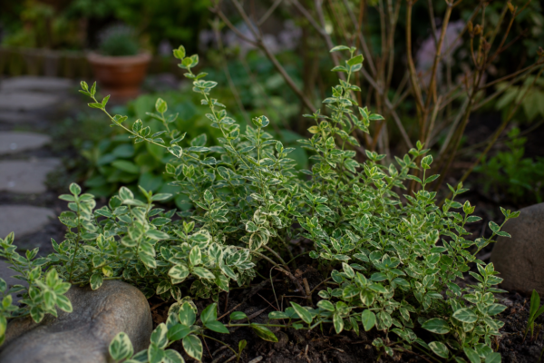Evonim (Euonymus fortunei) – condiții de creștere, plantare și îngrijire