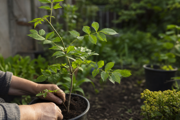 Frasin (Fraxinus excelsior) – ghid complet de cultivare și îngrijire