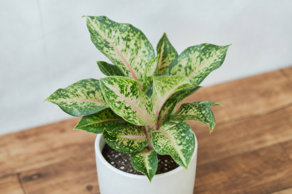 Aglaonema (Aglaonema commutatum): plantare și îngrijire pas cu pas
