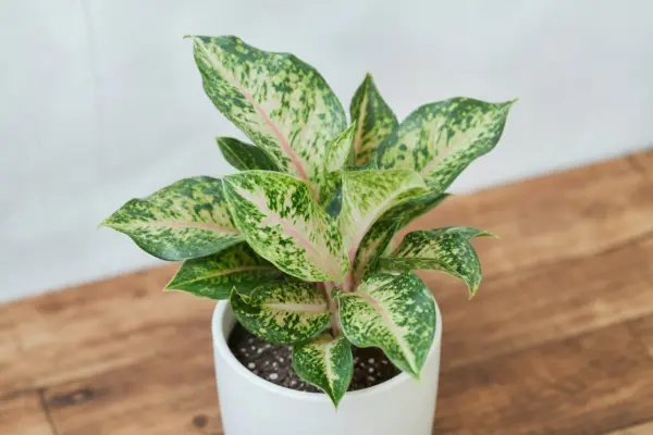 Aglaonema (Aglaonema commutatum): plantare și îngrijire pas cu pas