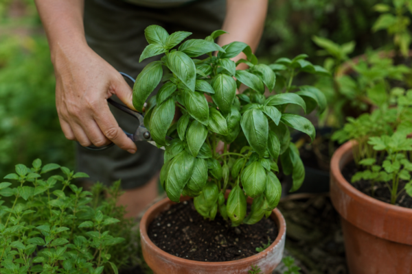 Busuioc (Ocimum basilicum) – tot ce trebuie să știi despre plantare și îngrijire