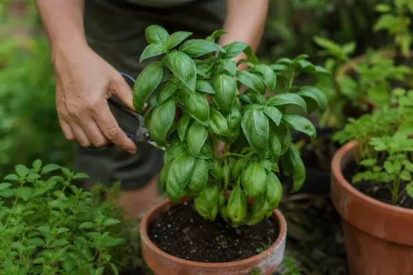 Busuioc (Ocimum basilicum) – tot ce trebuie să știi despre plantare și îngrijire