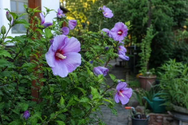Hibiscus de grădină (Hibiscus syriacus) – ghid practic de plantare și îngrijire