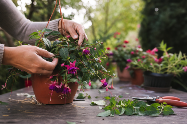 Cerceluș (Fuchsia hybrida) – sfaturi de plantare și îngrijire