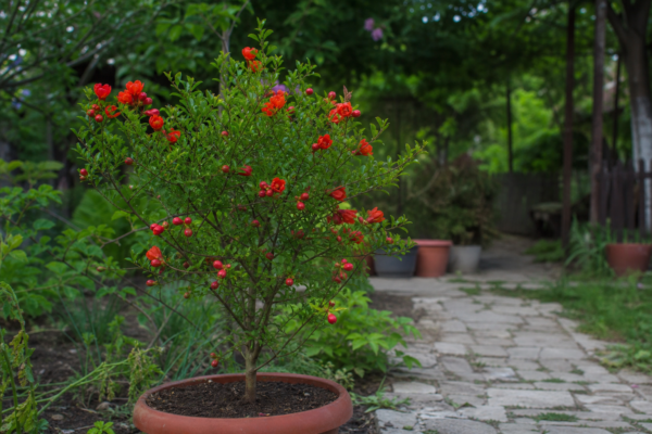 Rodie ornamentală (Punica granatum) – ghid complet de cultivare și îngrijire