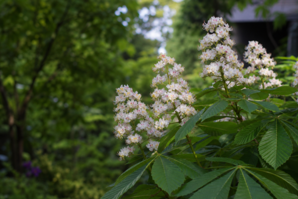Castan (Aesculus hippocastanum): ce condiții cere și cum o îngrijești