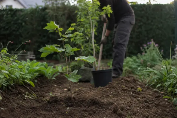 Platan (Platanus acerifolia) – condiții de creștere, plantare și îngrijire