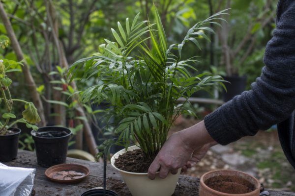 Palmier areca (Dypsis lutescens): ce condiții cere și cum o îngrijești