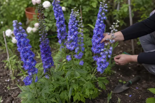 Nemțișor (Delphinium elatum) – de la plantare la întreținerea de zi cu zi