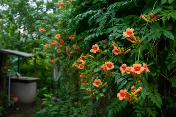 Trâmbița (Campsis radicans) – plantare, îngrijire și greșeli de evitat
