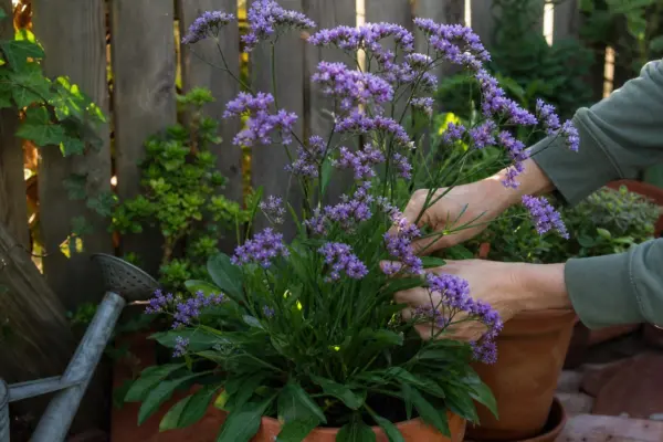 Limonium sinuatum – tot ce trebuie să știi despre plantare și îngrijire