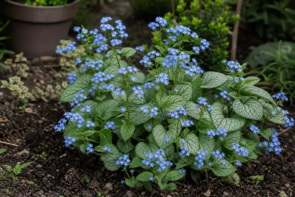 Brunnera macrophylla – ghid complet de cultivare și îngrijire