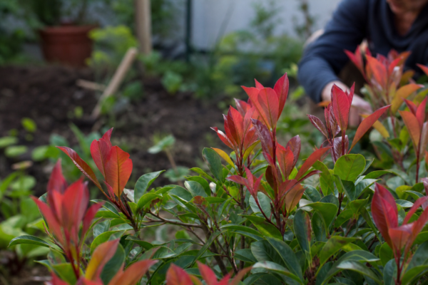 Photinia (Photinia fraseri) – plantare, îngrijire și greșeli de evitat