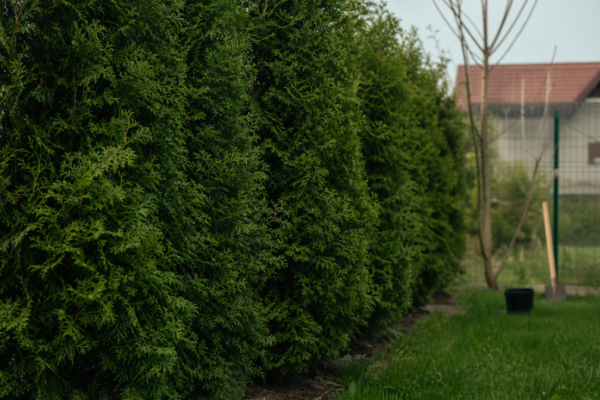 Leylandii (Cupressocyparis leylandii) – sfaturi pentru plantare, creștere și întreținere