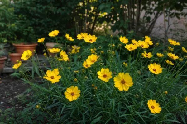 Coreopsis grandiflora – tot ce trebuie să știi despre plantare și îngrijire