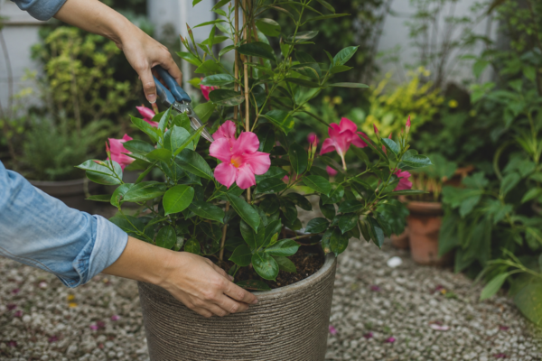 Dipladenia (Mandevilla sanderi) – plantare, udare și întreținere