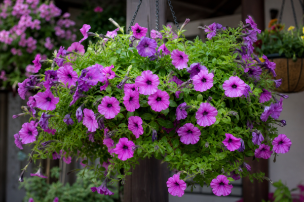 Petunia curgătoare (Petunia surfinia): plantare și îngrijire pas cu pas