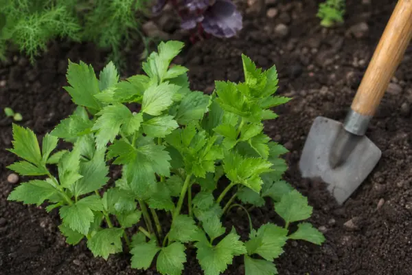 Leușteanul (Levisticum officinale): plantare și întreținere pas cu pas