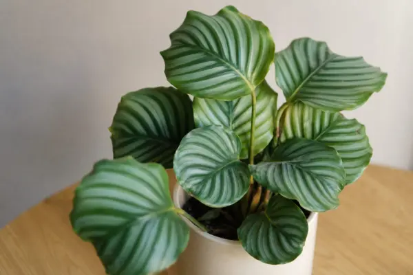 Calathea (Calathea orbifolia): plantare, udare și întreținere – sfaturi utile